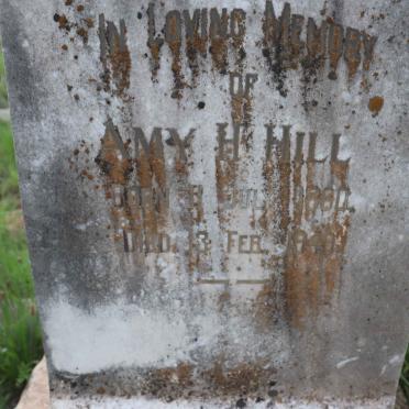 HILL Amy H. 1880-1949
