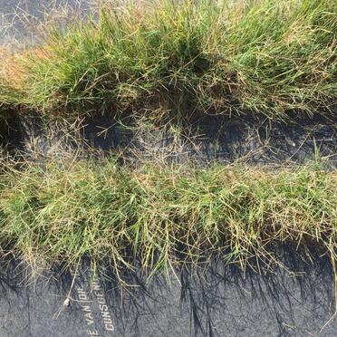 HEERDEN Tjaart Johannes,van  1898-1977