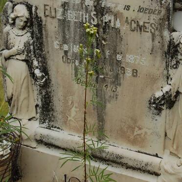 MO? Elizabeth Sophia Agnes nee UYS 1875-1938