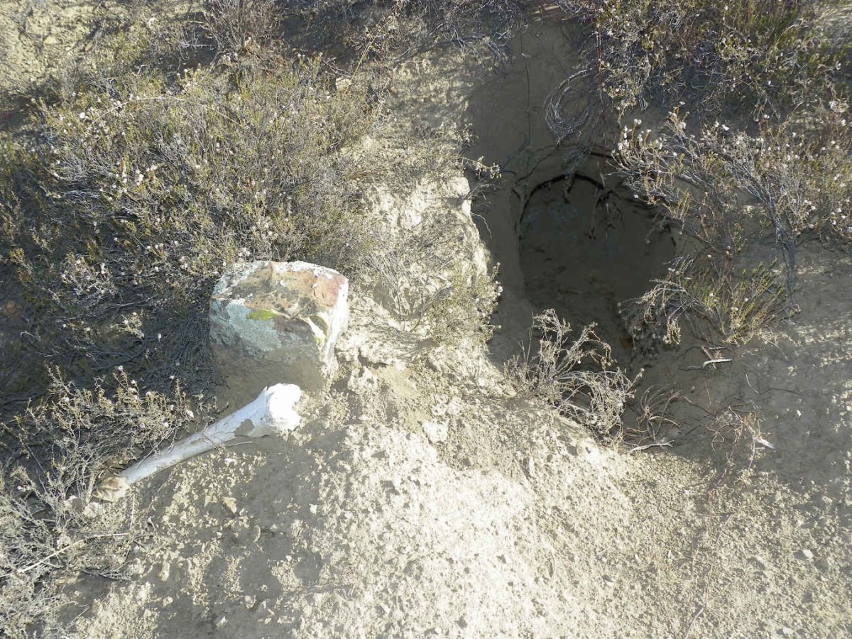 5. An animal dug a burrow into a grave & removed some bones