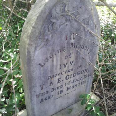 GIBSON Ivy -1914
