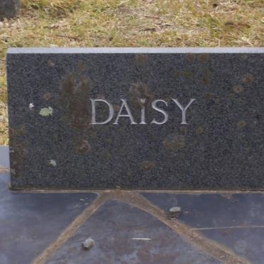 SHAW Daisy
