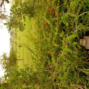 HOFERT Wilhelm 1877-1877 :: HOFERT Martha 1881-1881