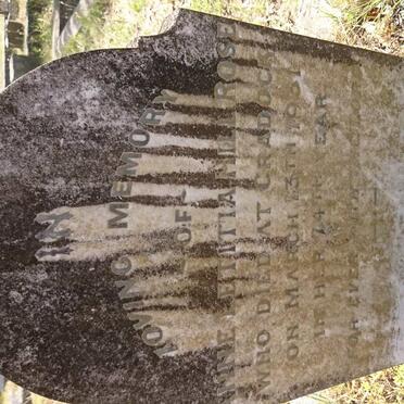 ROSE Anne Letitia Hill -1951