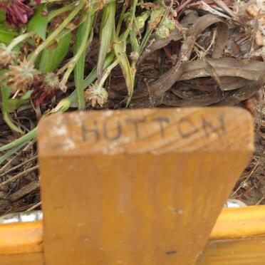HUTTON