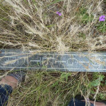 POTGIETER Johan 1907-1995 _1