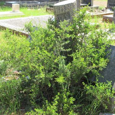 WESSELS Frans Johannes 1884-1957 &amp; Maria Magdalena 1888-1965