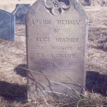 COLLIER Alice Heather -1895
