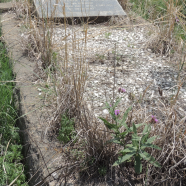 MERWE Johannes Diederik, van der 1889-1967 