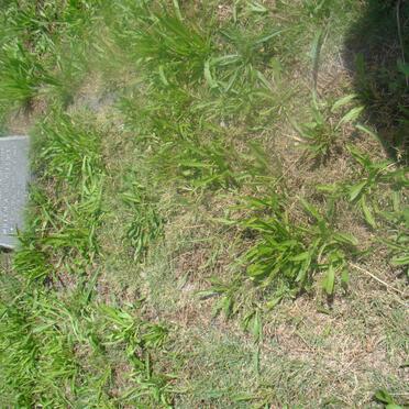 PLESSIS Willem A., du 1913-19??