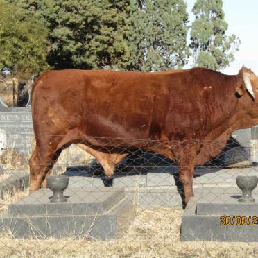 Free State, THEUNISSEN, New cemetery