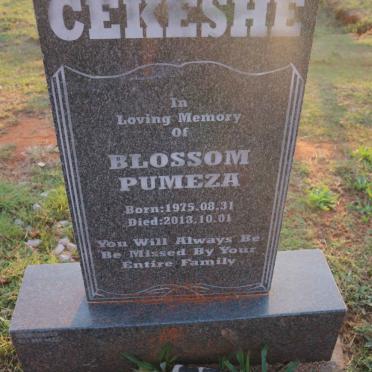 CEKESHE Blossom Pumeza 1975-2018