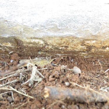 STEYN Judith Francis Tladi 1954-1956