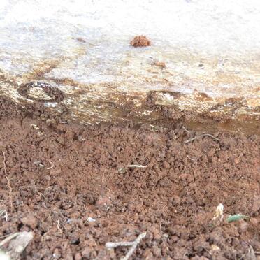 STEYN Judith Francis Tladi 1954-1956