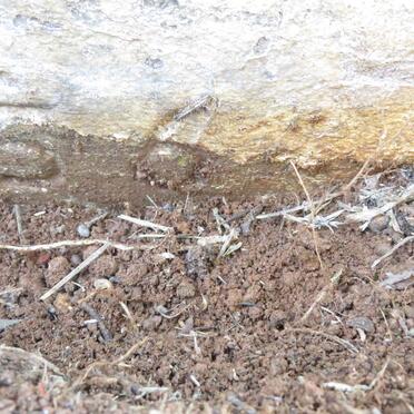 STEYN Judith Francis Tladi 1954-1956