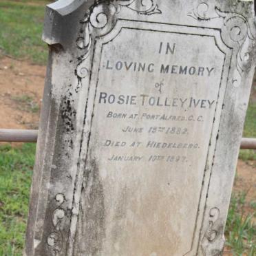 IVEY Rosie Tolley 1882-1883