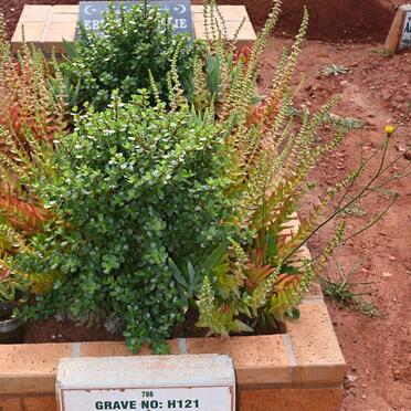 SALLIE Ebrahim -2021