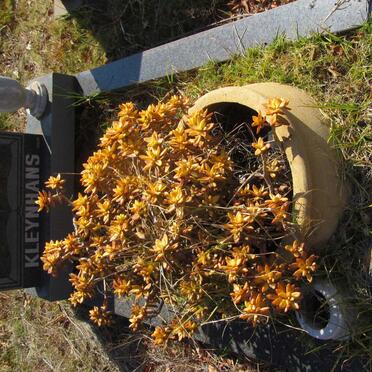 KLEYNHANS Joey 1911-1996 :: MARTINS Frans Johannes Cornelius 1922-1990