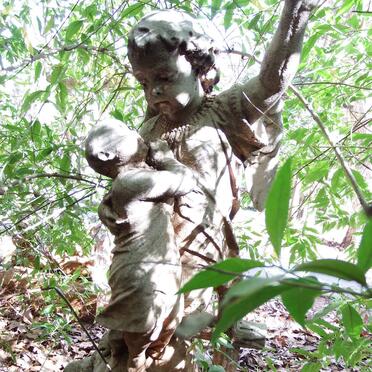 NIEKERK George Gogh, van 1896-1896