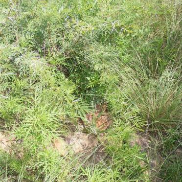 3. Overview on Unmarked Graves