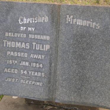 TULIP Thomas -1954