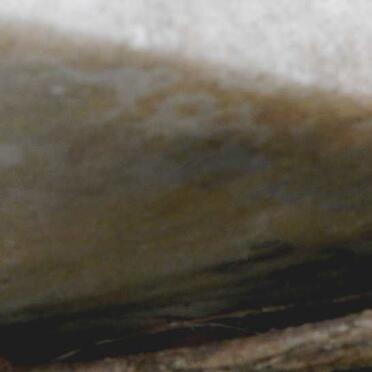 HUNTLY Charles Henry -1955