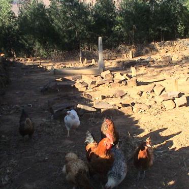 3. Chickens visiting the unmarked graves
