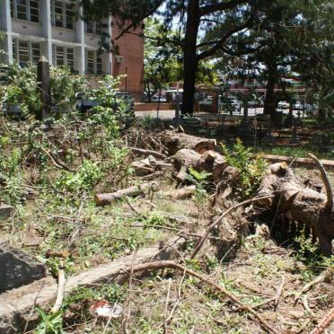 Tombstones buried under the branches