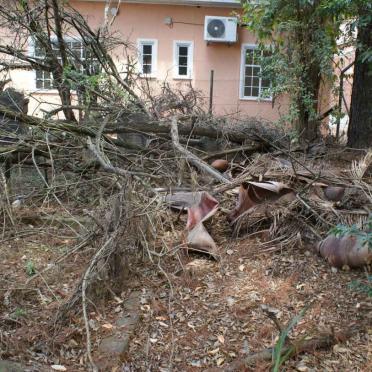 Tombstones buried under the branches