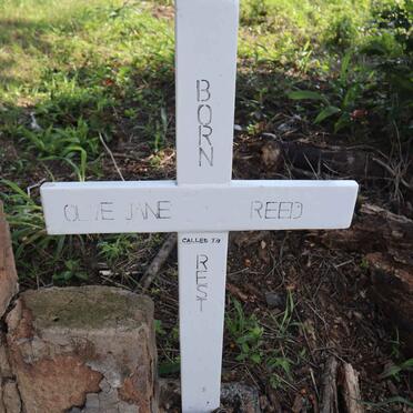 REED Olive Jane