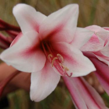 2. Blommetjies in die begraafplaas