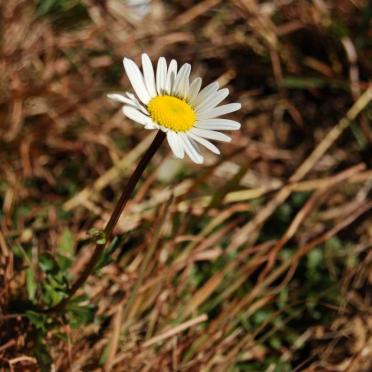 2. Mooi blommetjie