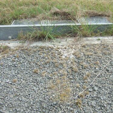 SCHALKWYK Schalk, van 1931-1985 &amp; Koba 1929-