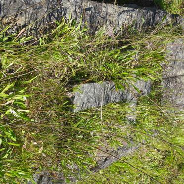 HORE Ethel, WYSE 1891-1944 _1