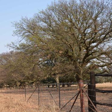 4. Overview of oak trees planted in 1880