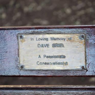 BRIEL Dave