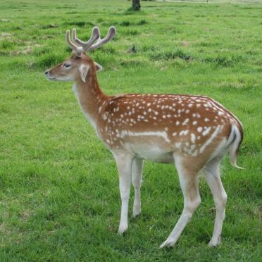 3. Bambi checking on graves