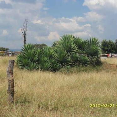 4. Overview near the graves