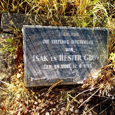 GROVE Isak 1955-1955 :: GROVE Hester 1955-1955