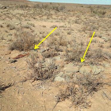 Western Cape, BEAUFORT-WEST district, Karoo National Park, Farm 393, Kookfontein, farm cemetery_06