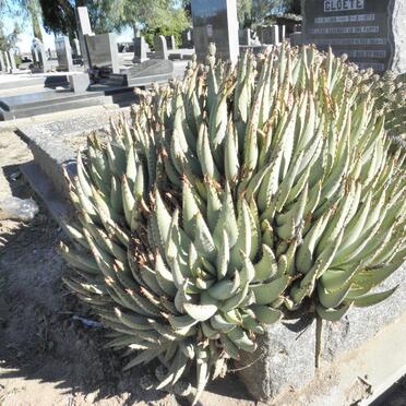 Western Cape, BEAUFORT-WEST, Blyth Street / Falatsa Avenue, Goue Akker, New cemetery