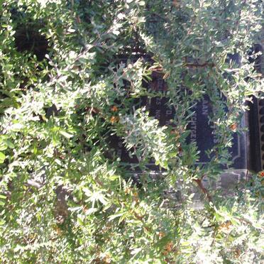 MERWE Maria ?, van der