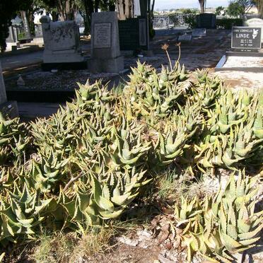 Western Cape, CAPE TOWN, Kuilsrivier, cemetery