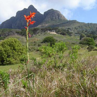3. View from Welgelegen (Mostert) cemetery to Rhodes Memorial below Devil's Peak