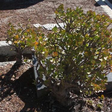 KRIEL Pieter Eduard 1910-1965