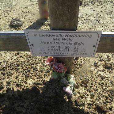 BEHR Hope Pertunia 2018-2019