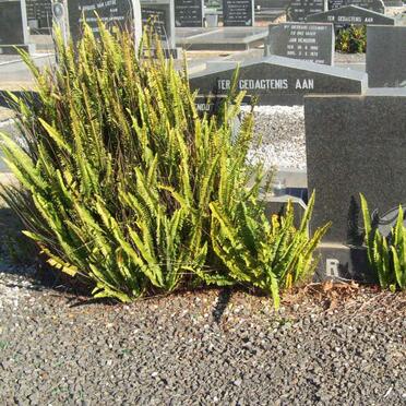 GERBER Gert Cornelius 1900-1972