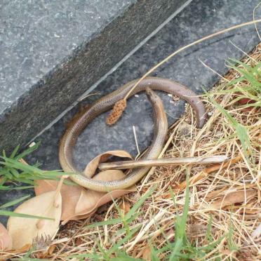 5. Snake encounter