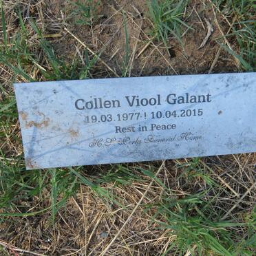 GALANT Collen Viool 1977-2015