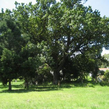 1. Old oak tree with overview of graves